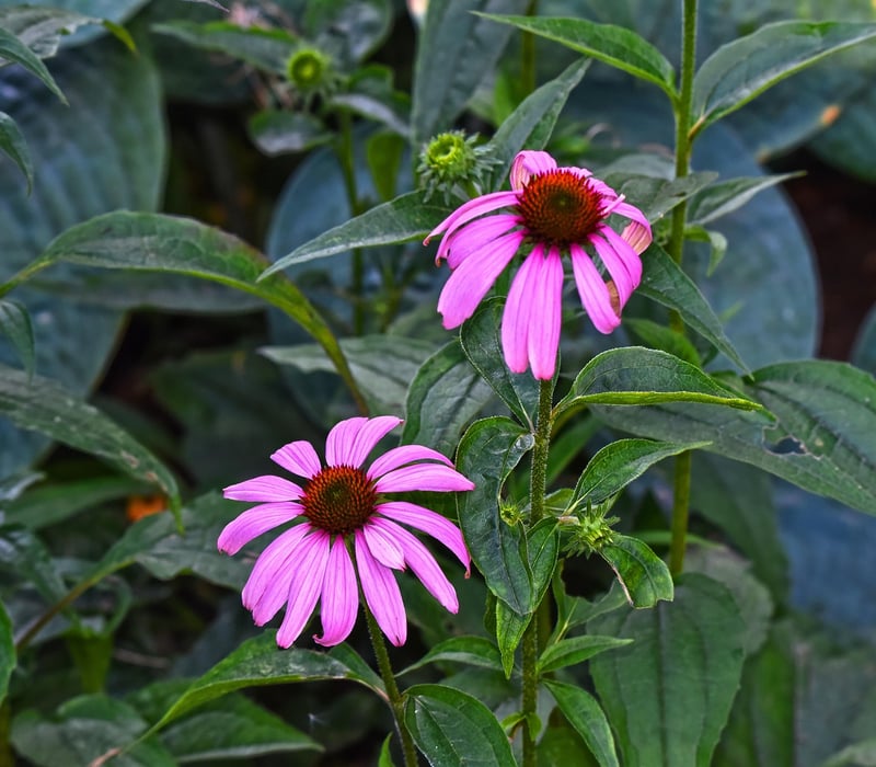 Echinacea