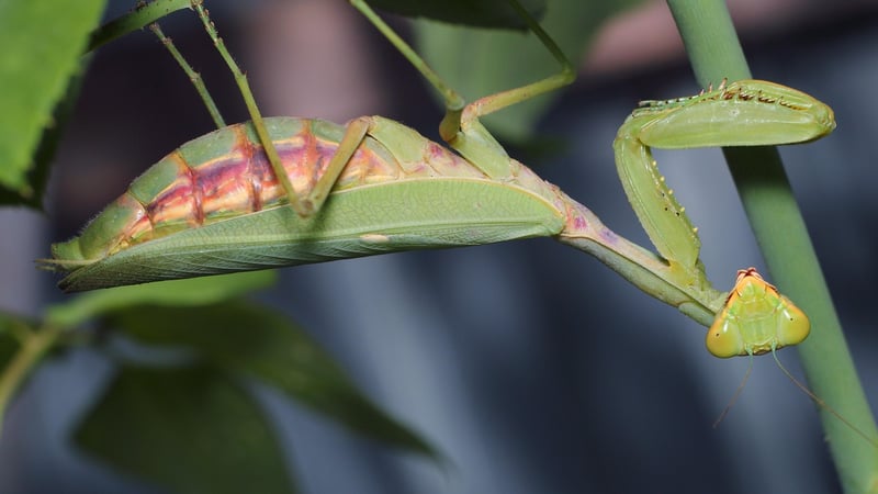 Orchid Mantis